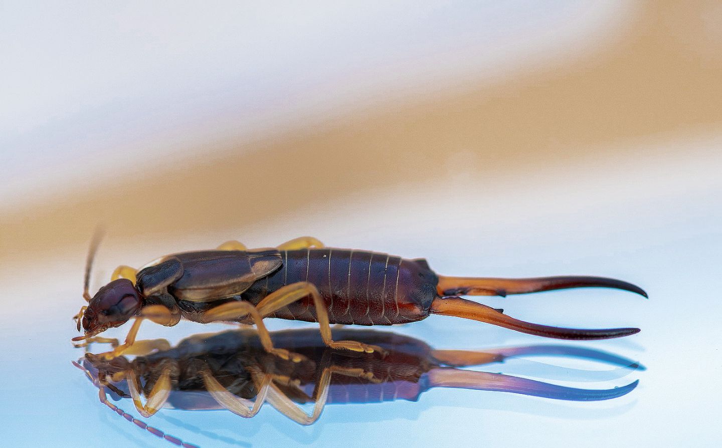 Forficula auricularia (Forficulidae) maschio